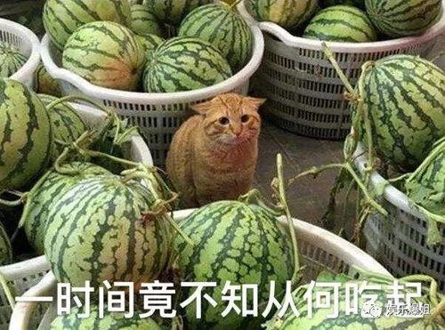 想安静吃瓜,享受宁静时光的瓜界盛宴