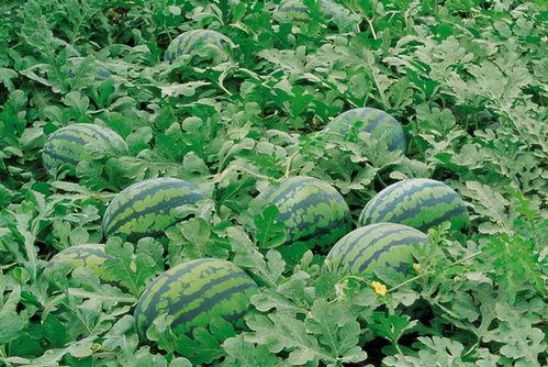 乌兰浩特吃瓜,夏日吃瓜盛宴，尽享清凉夏日时光