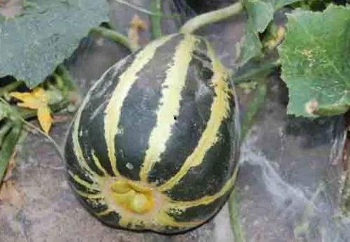 吃瓜女主叫什么,揭秘吃瓜女主的神秘身份