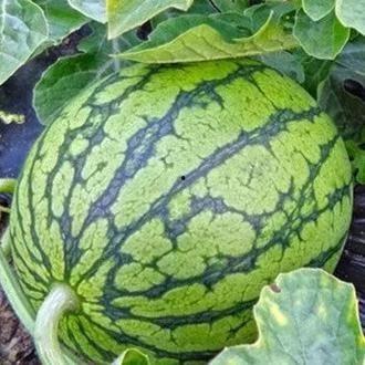 吃弯脖子瓜的好处,养生佳品，健康生活新选择