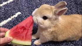 小瓜可以给兔子吃,兔子专属美食大揭秘