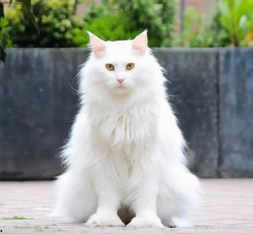 今日头条救助猫狗,共筑爱心救助猫狗的温暖家园