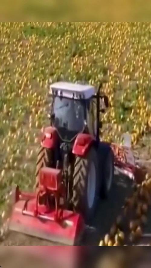 吃瓜推书机,揭秘热门书籍背后的故事与魅力