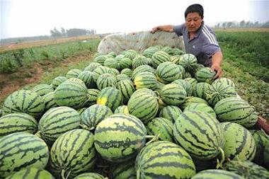 青岛万达吃瓜,揭秘背后真相与网络热议