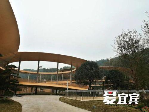 大宜宾网红,网络新势力崛起记