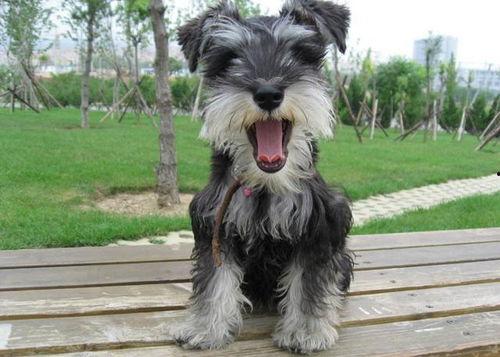 明星的雪纳瑞,萌宠界的璀璨明星