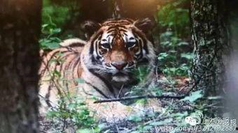 带你吃瓜东北虎,东北虎带你领略瓜田里的趣味人生