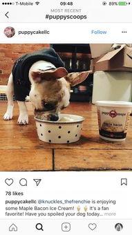 网红狗冰激凌,网红萌宠的甜蜜魅力